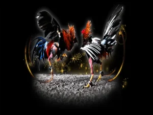 Hướng Dẫn Chi Tiết Cách Chơi Đá Gà Sabong Tại C54