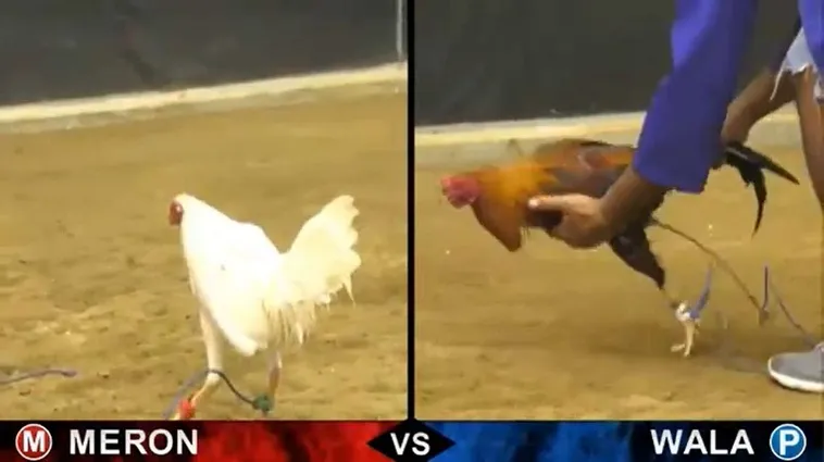 Hướng Dẫn Chi Tiết Cách Chơi Đá Gà Sabong Tại C54 2 Hướng Dẫn Chi Tiết Cách Chơi Đá Gà Sabong Tại C54